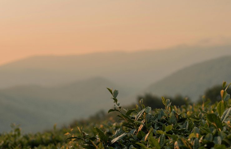 pexels-roman-odintsov-8542726