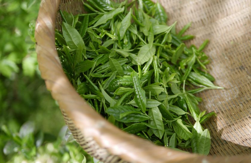 green-tea-5301025_1920